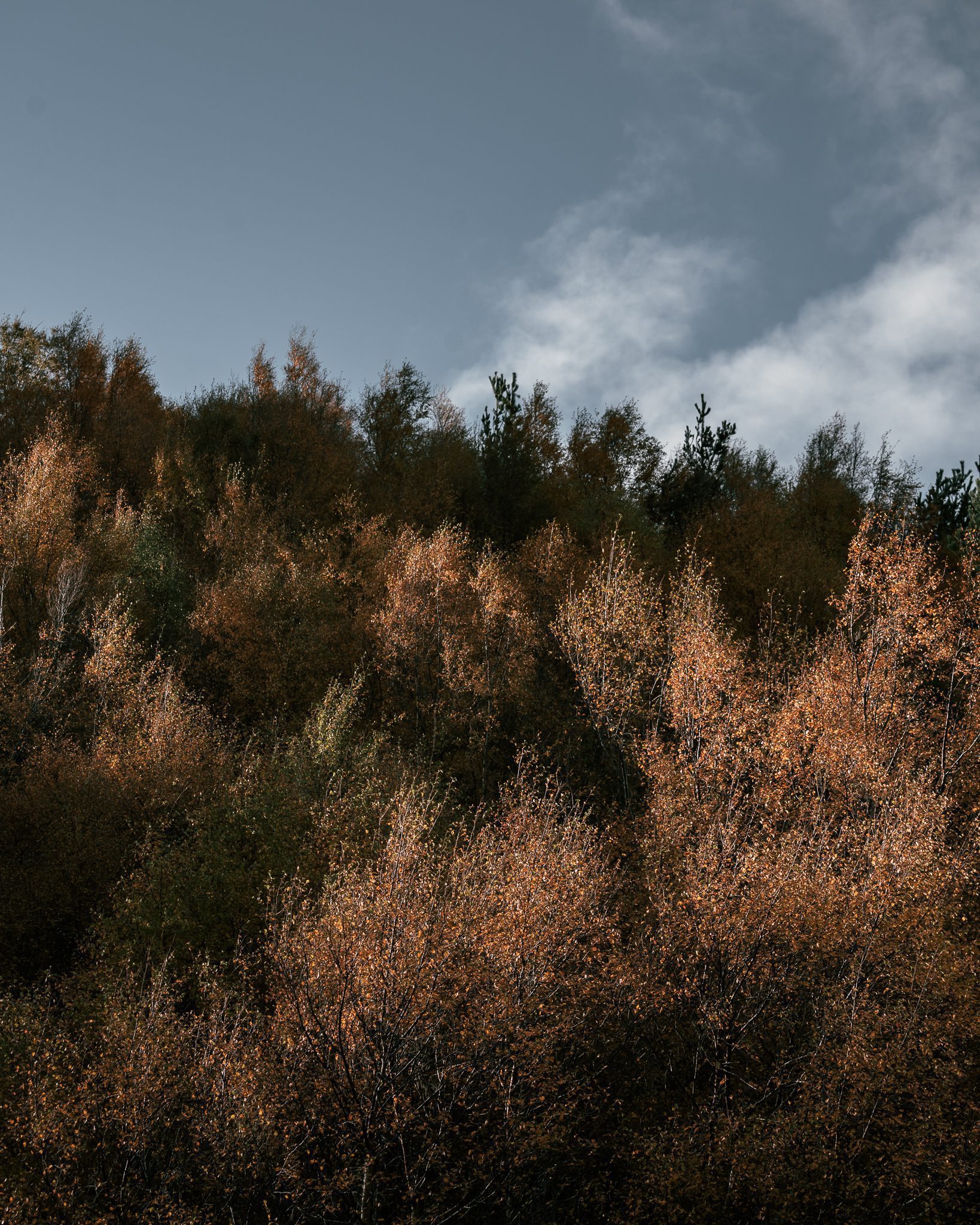 Cairngorms National Park - Forest