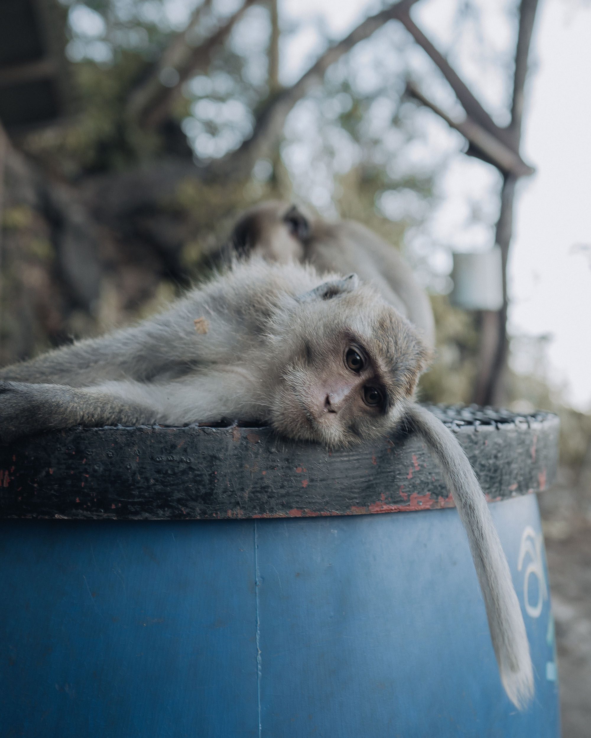 monkeys tired at Tiger temple