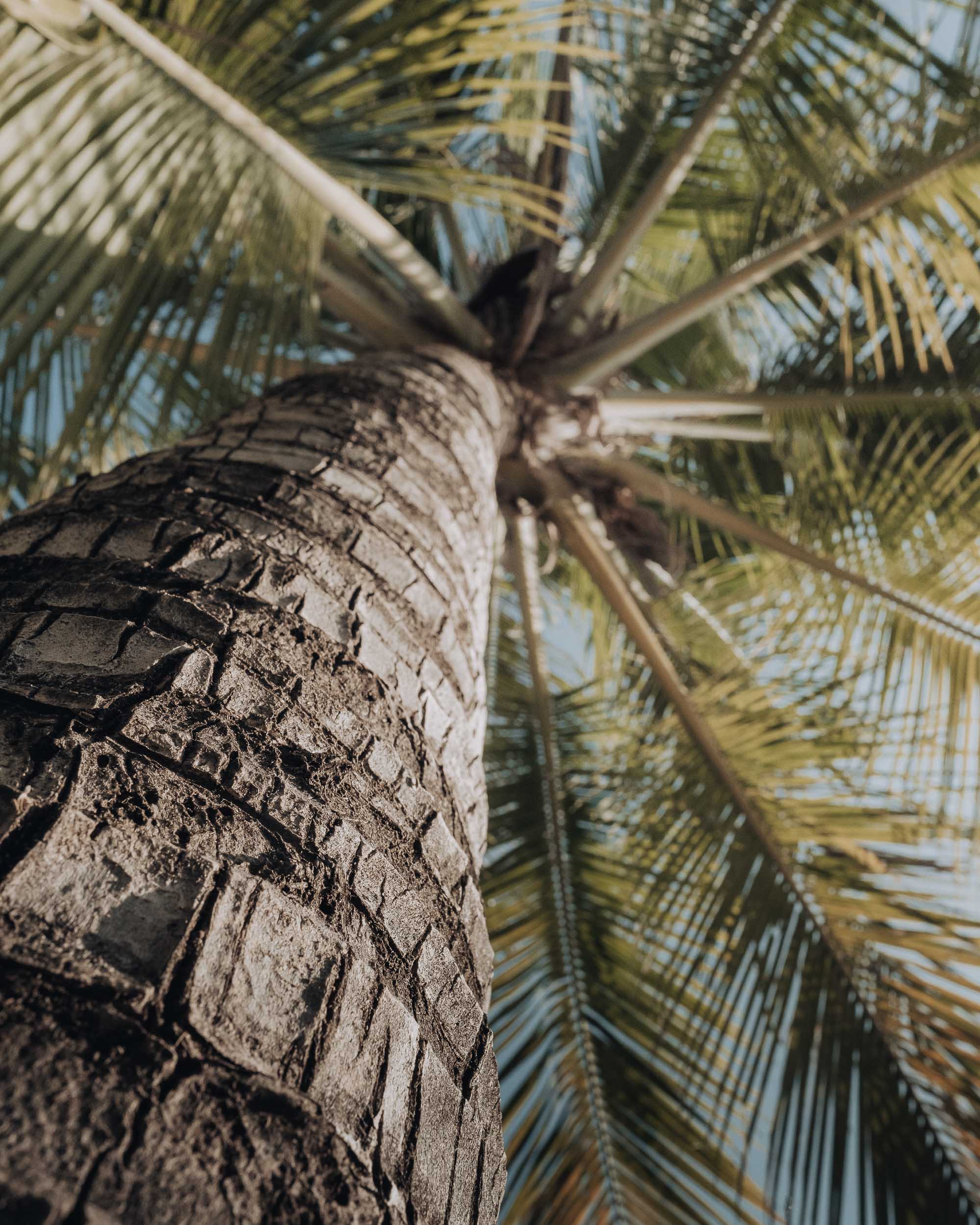 Palm trees on Railay beach