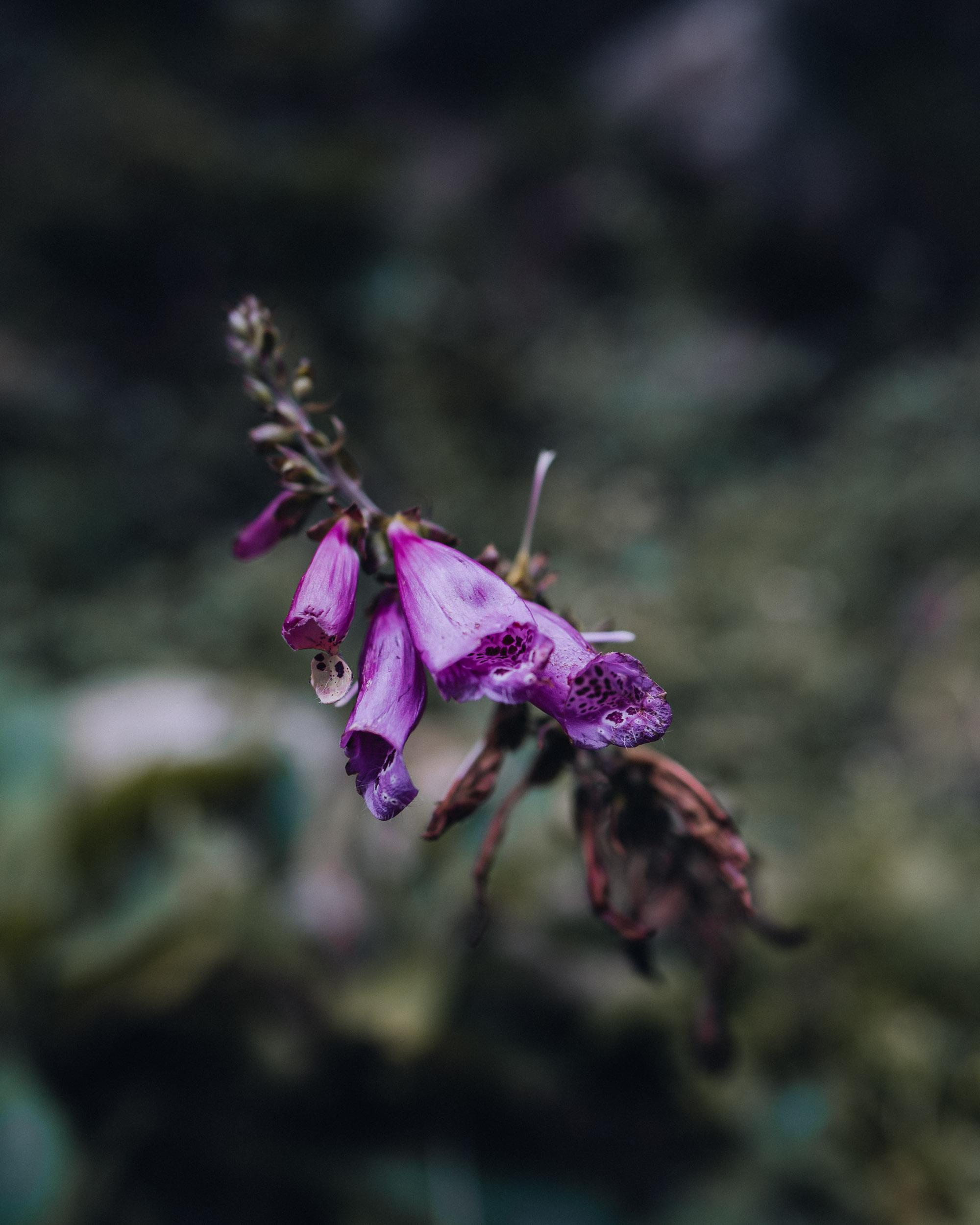 Beautiful flower in Namche Baazar