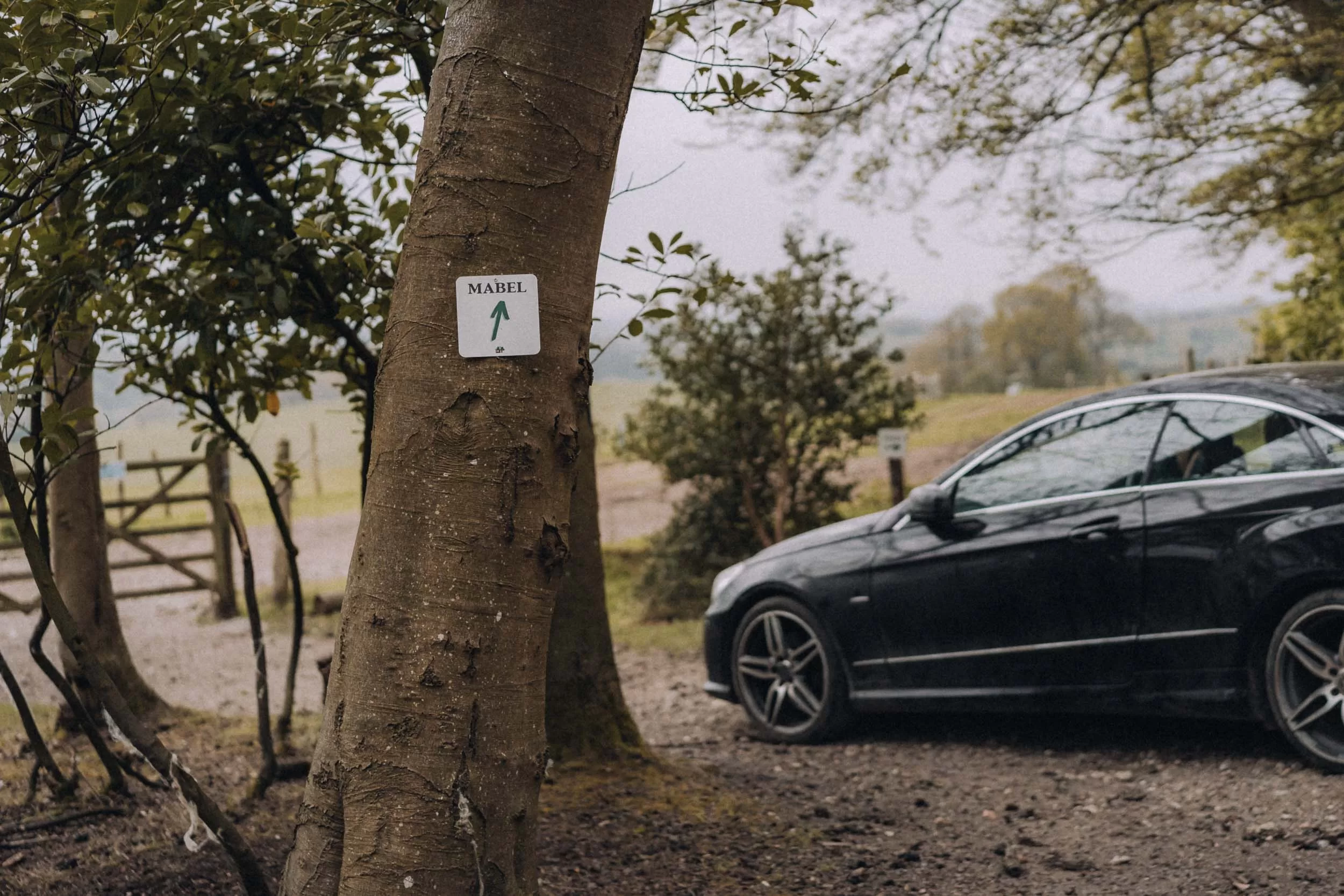 A car parked in the woods