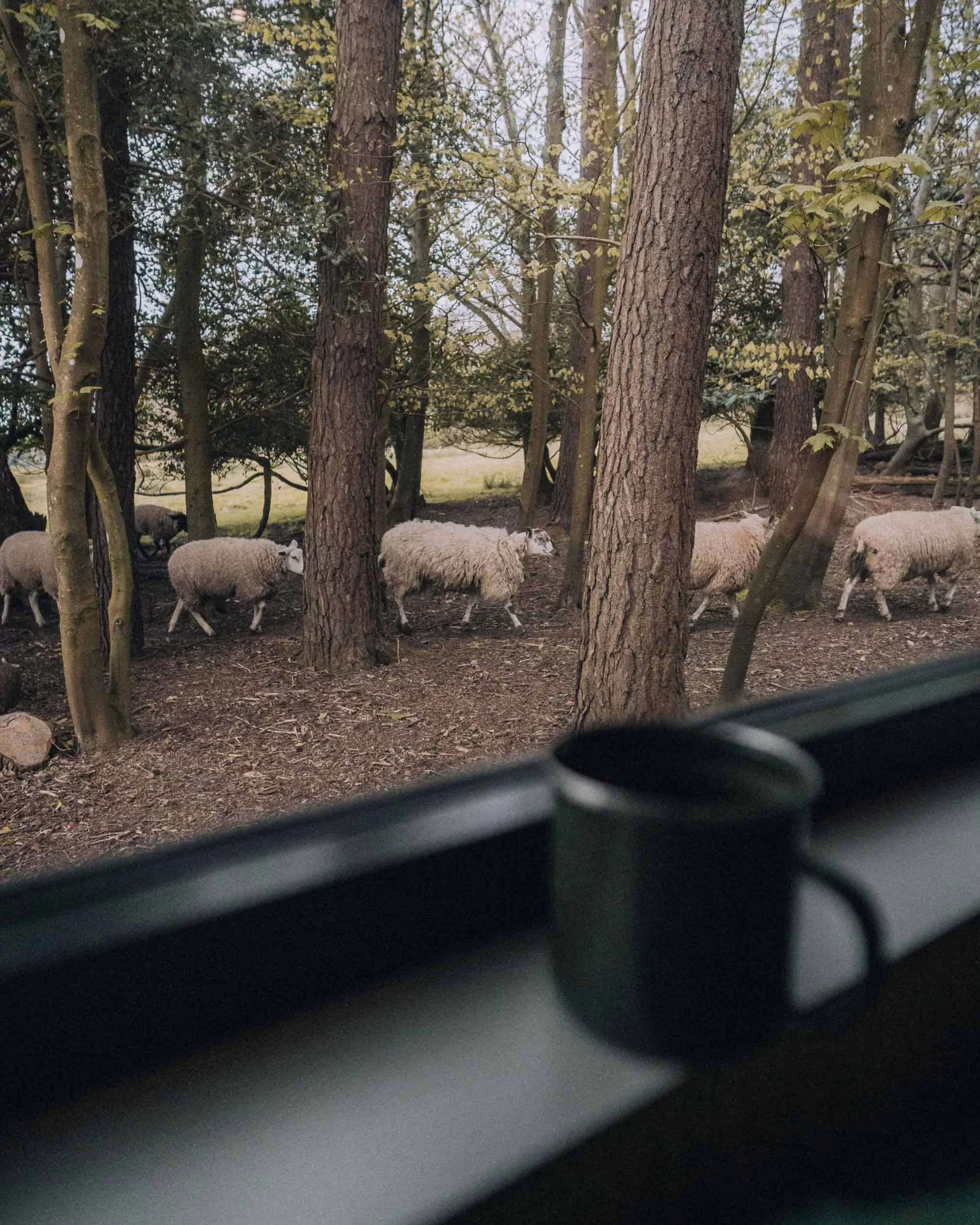 Sheep passing by a woodland cabin