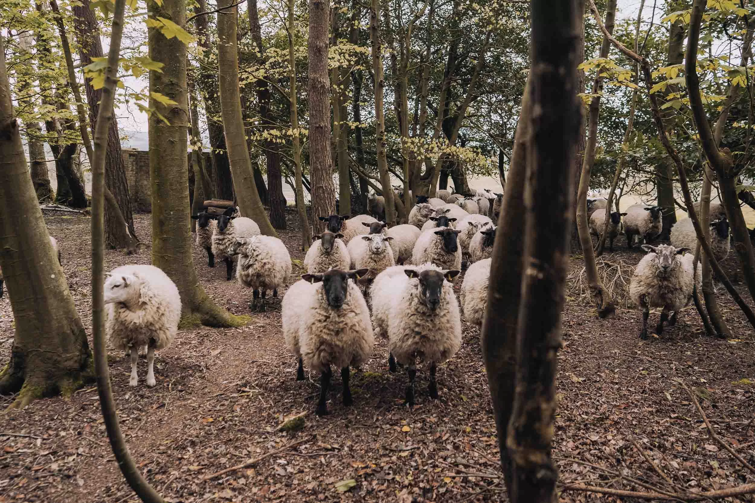A herd of sheep in the woods