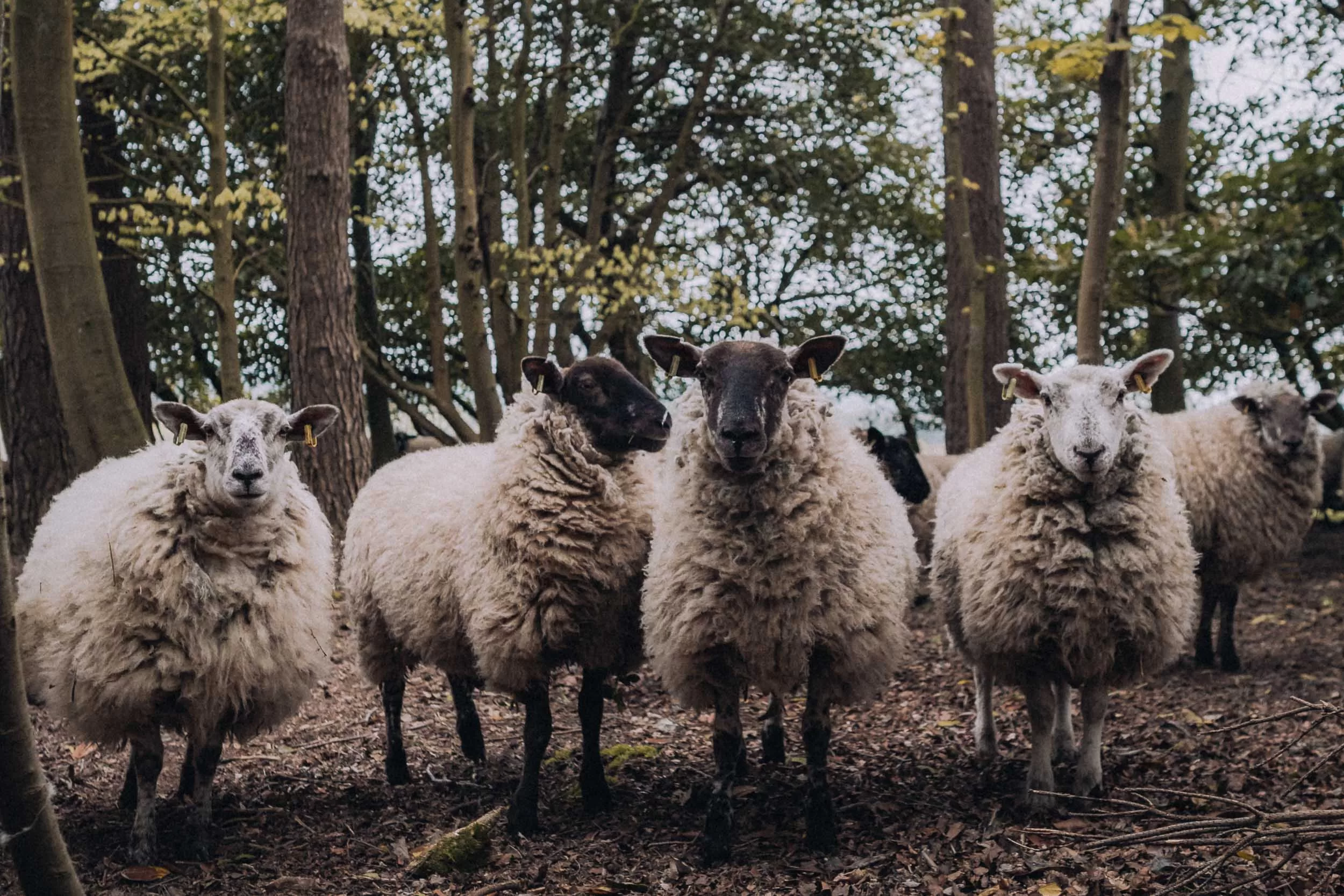 Some sheep facing the camera in the woods