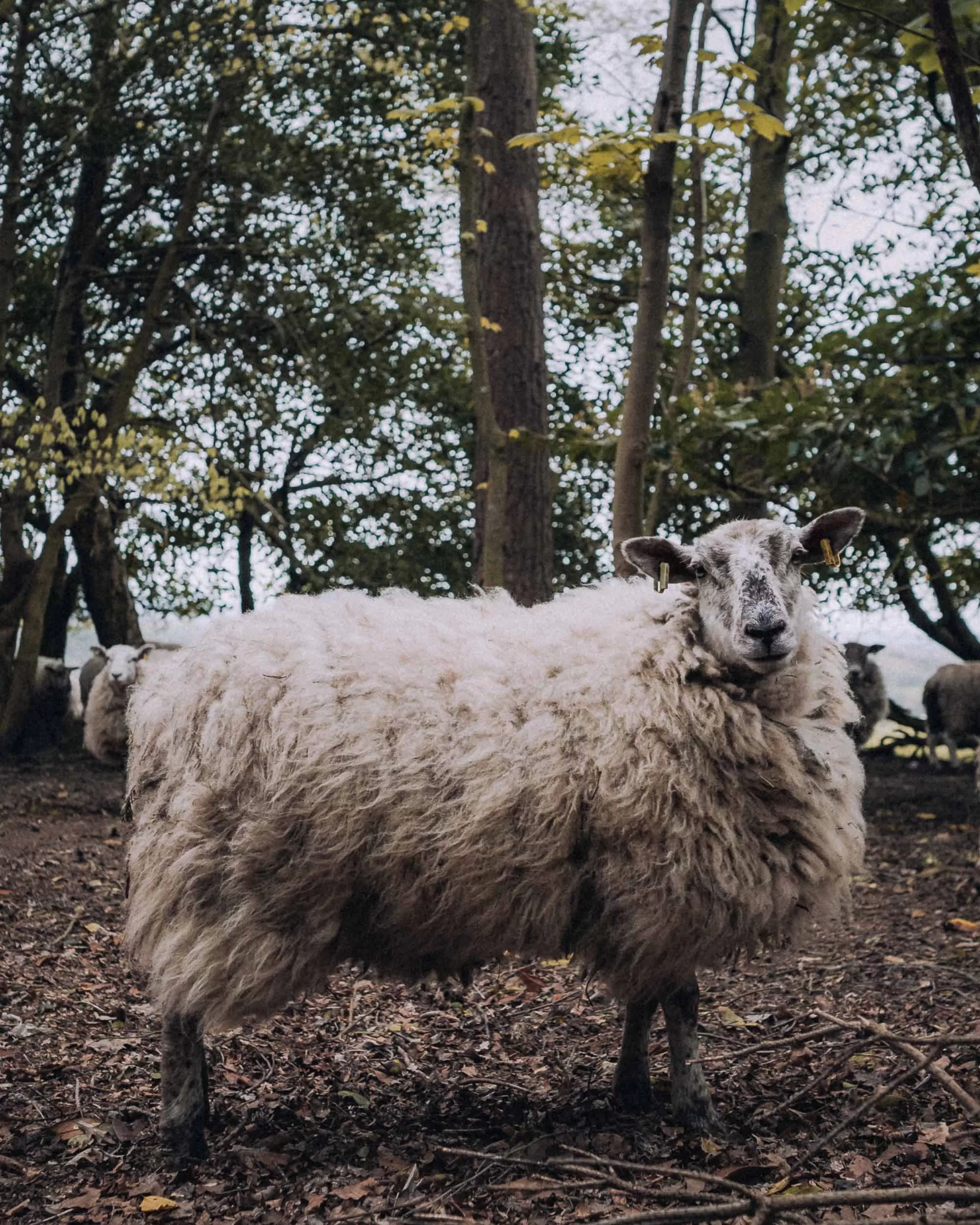 A side profile of a sheep in the woods