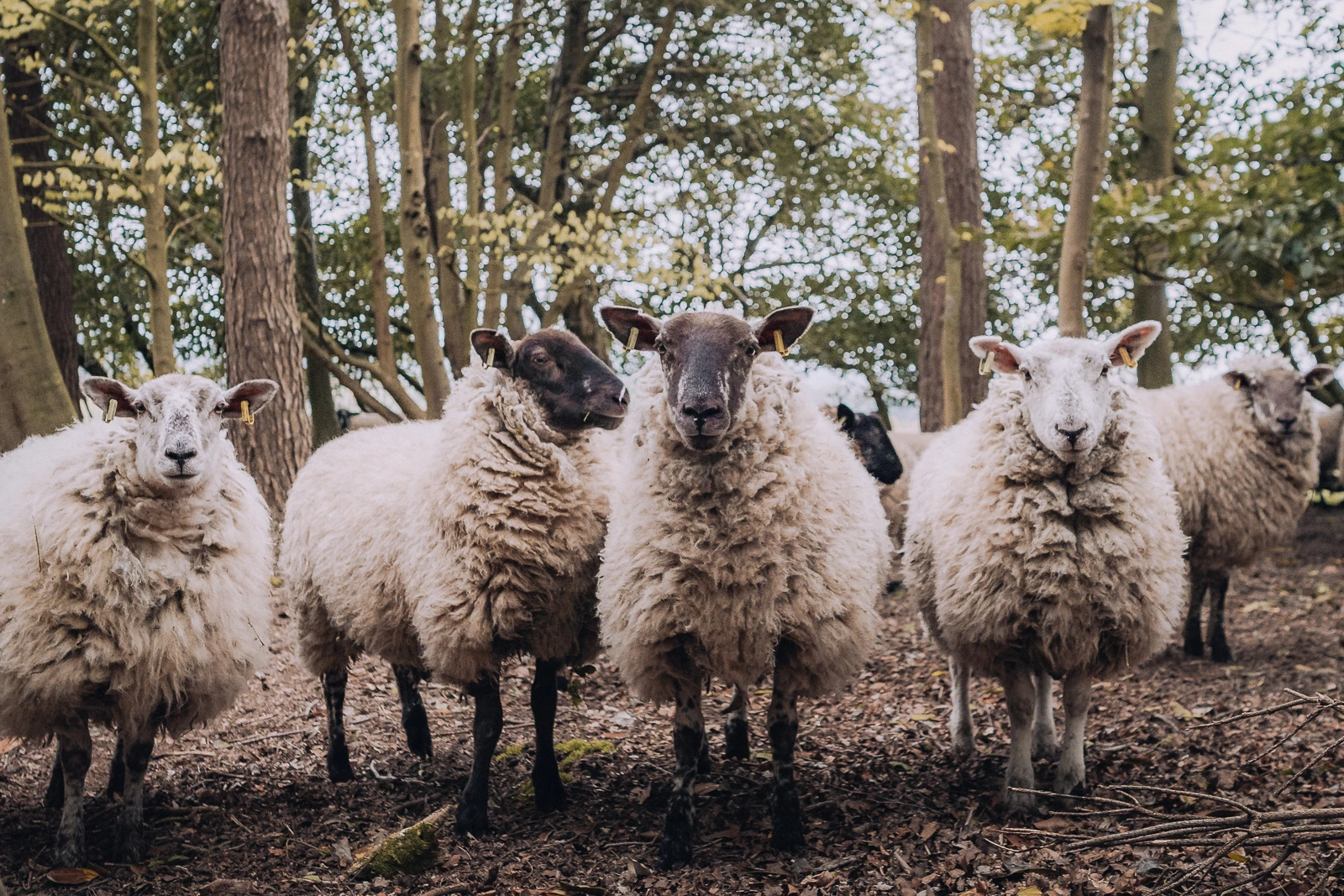 Sheep grazing in the woodland outside the Unplugged Mabel cabin in East Sussex