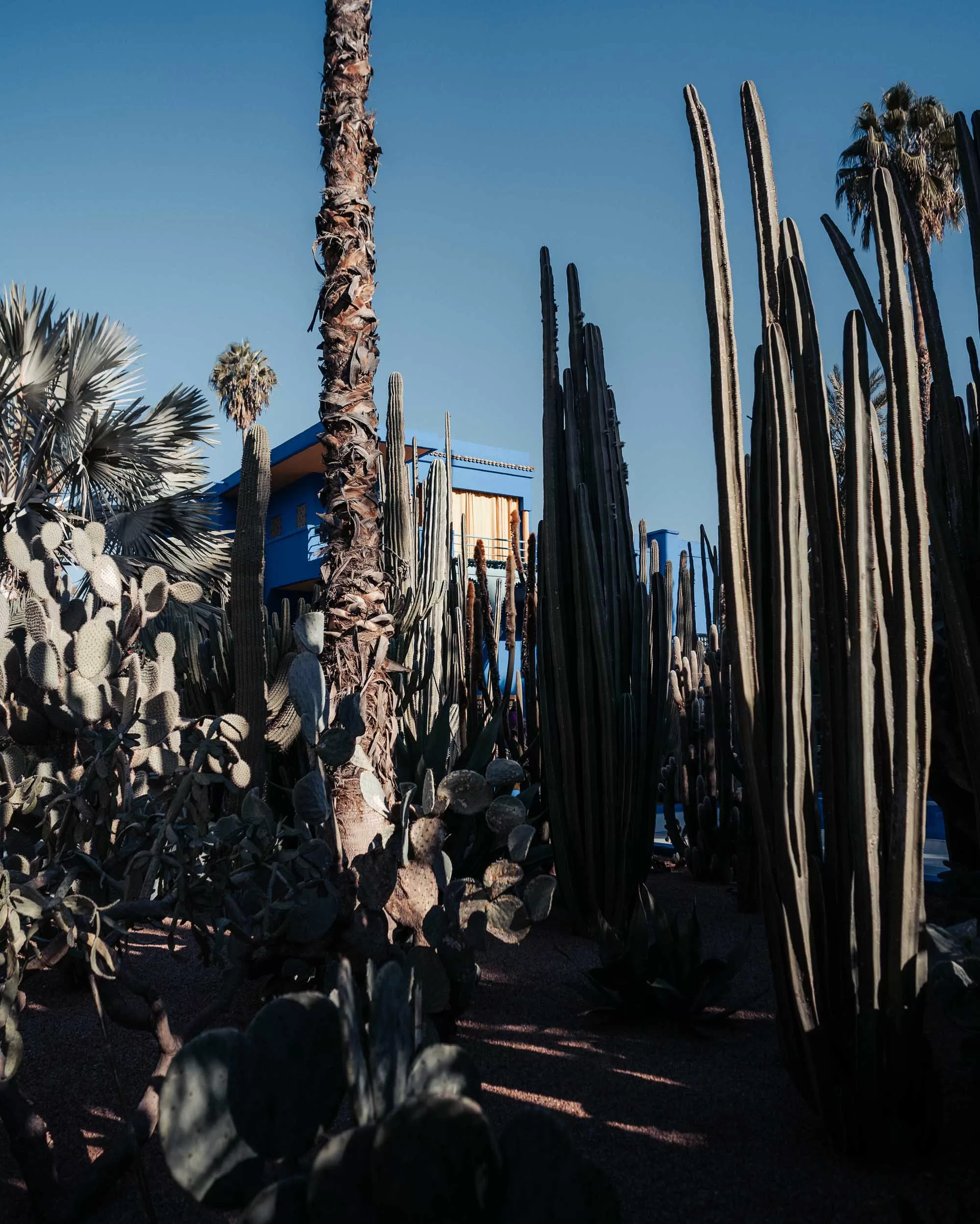 Jardin Majorelle Marrakech
