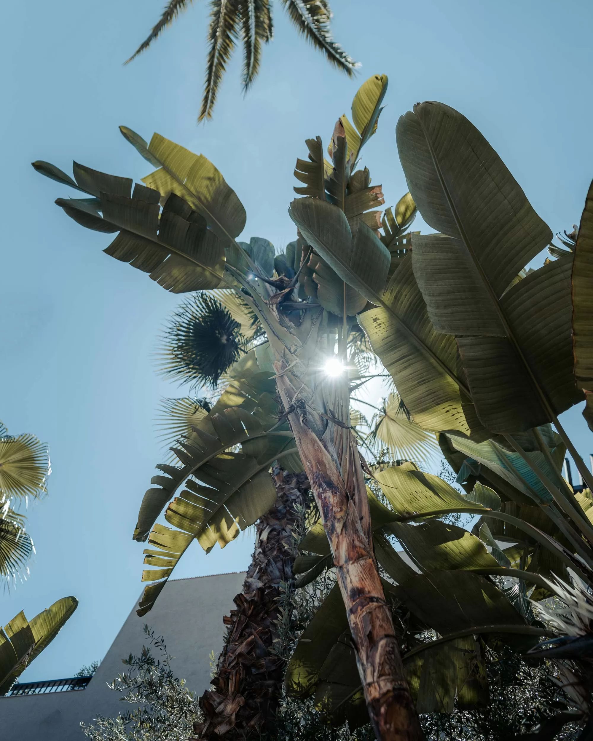 Sunshining through tropical plant