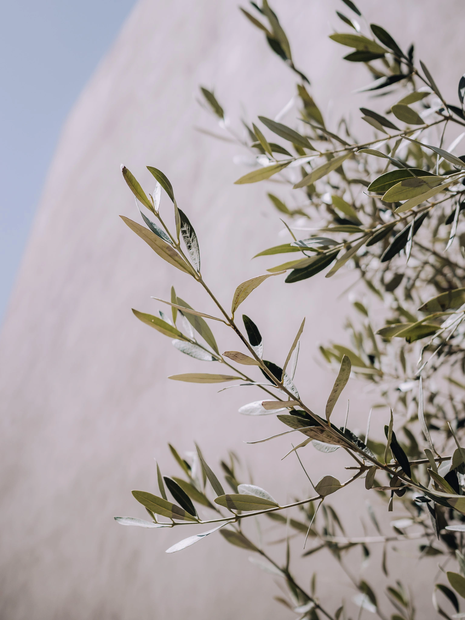 Four Seasons Marrakech exterior with an olive tree in the foreground