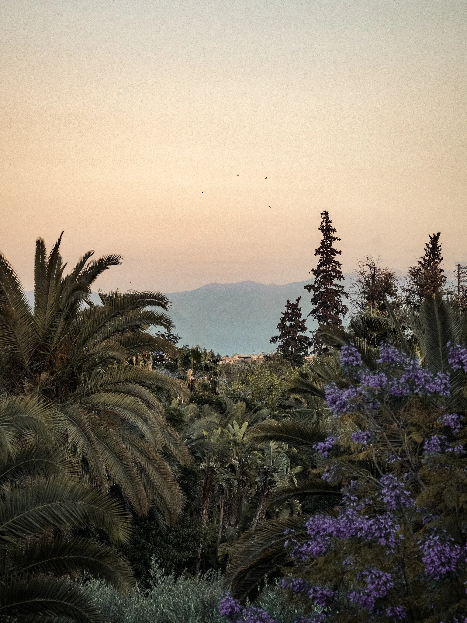 Sunset over the tropical gardens with mountains in the background at Four Seasons Marrakech