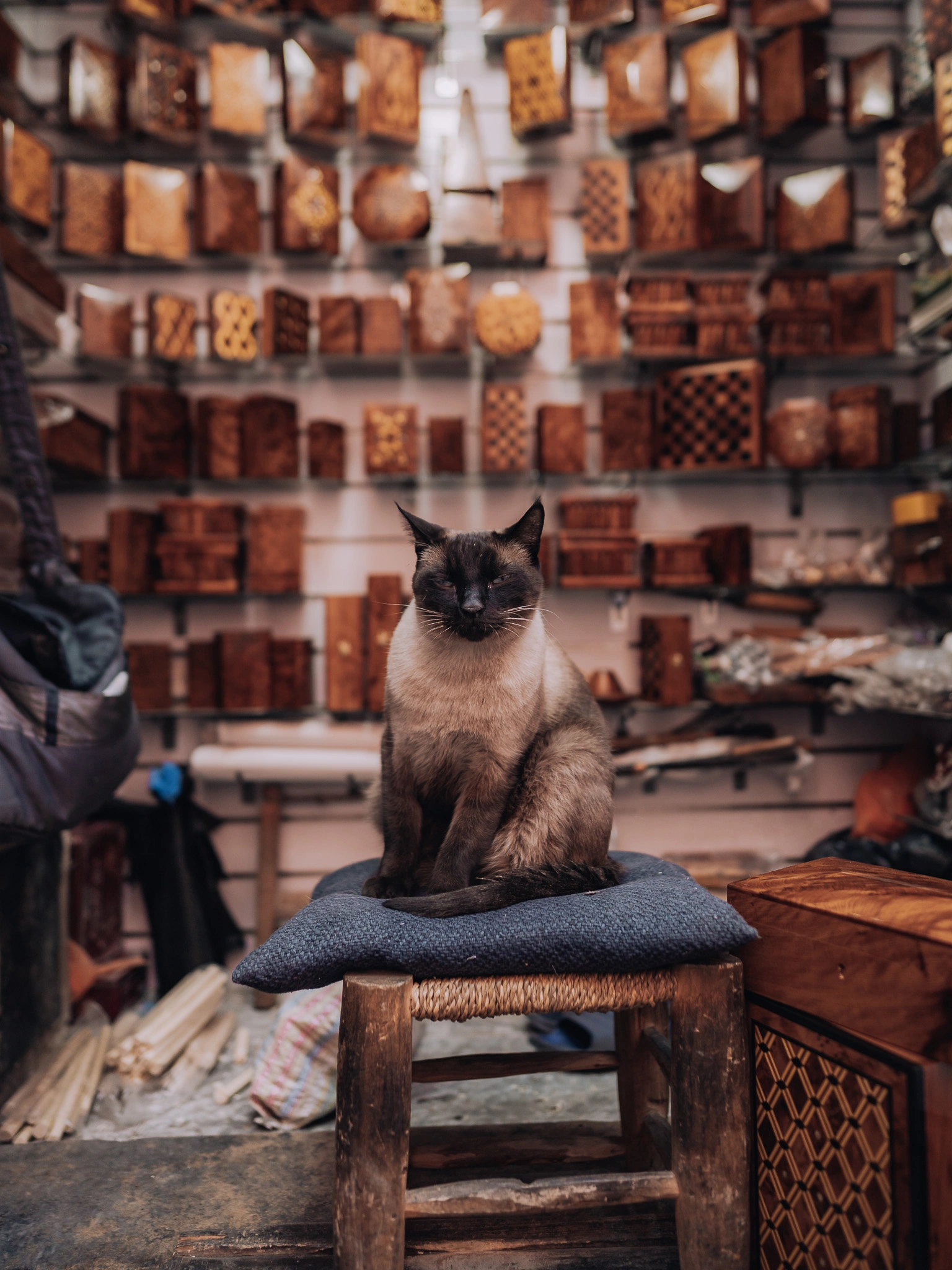 Cat sitting proudly on a seat inside a shop in the Marrakech medina