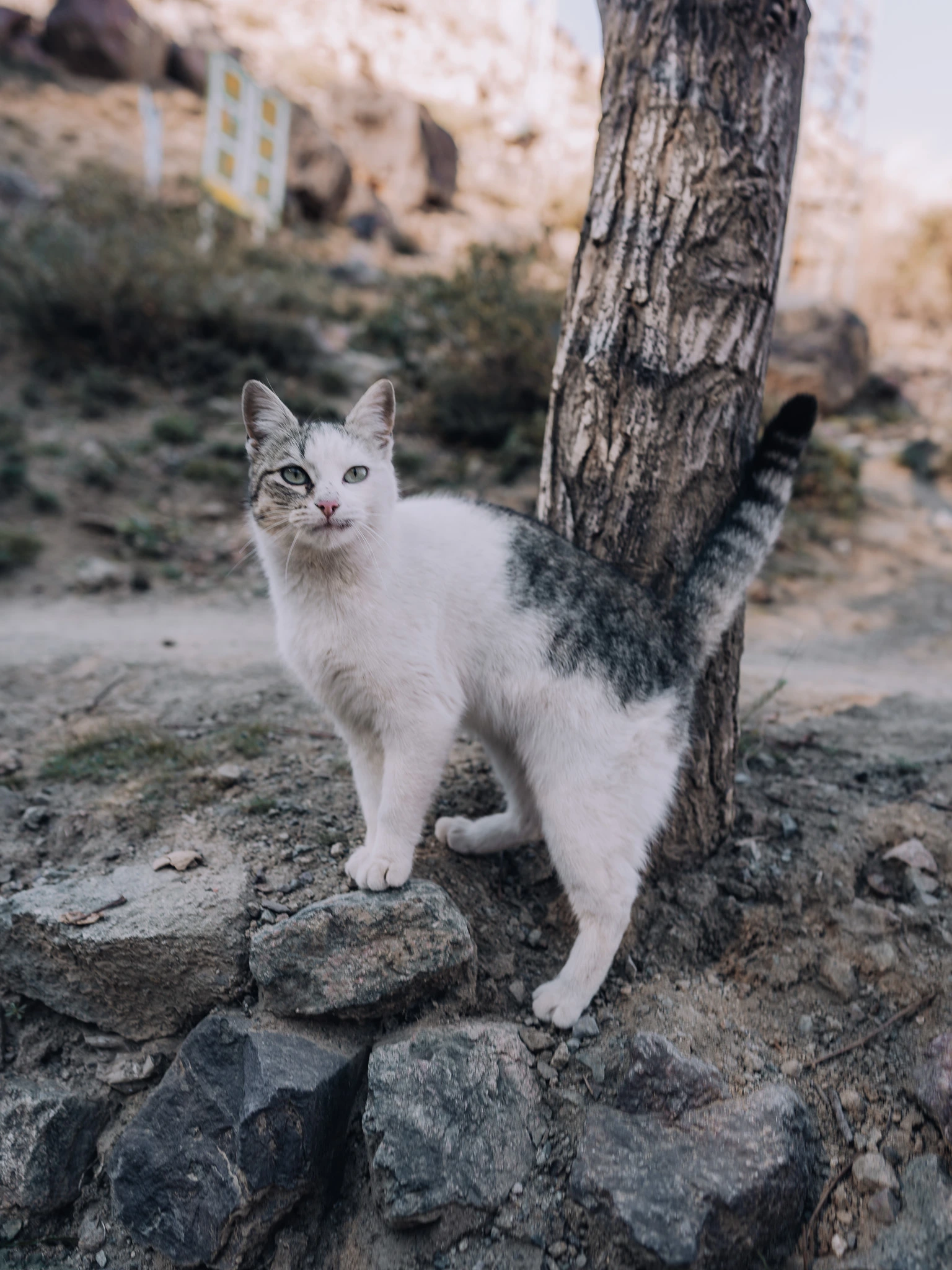 Cat sitting in a Berber village in the Atlas Mountains of Morocco