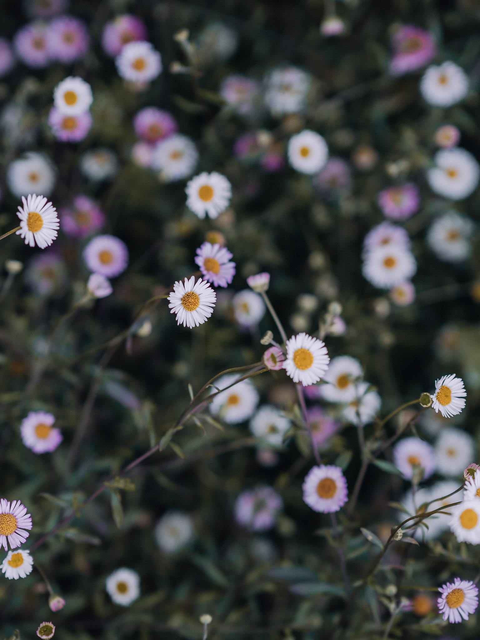 Plants and natural details around Bibury Farm Barns