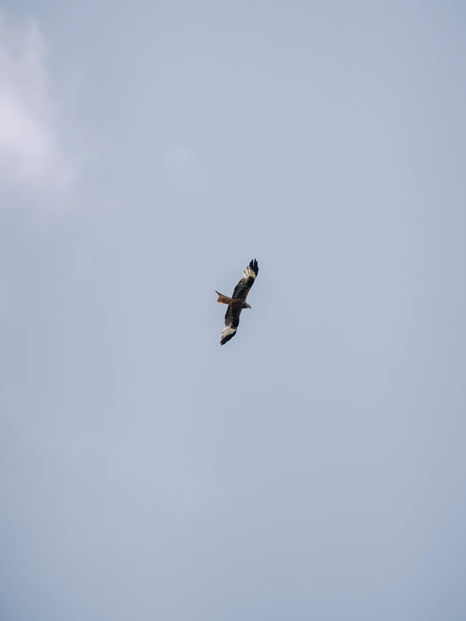 Eagles flying above the countryside near Bibury Farm Barns