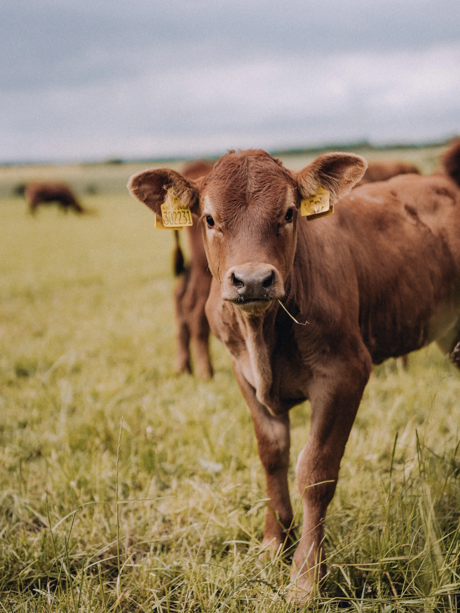 Cow grazing in a field near Bibury in the Cotswolds